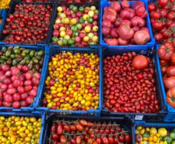 Fen tomato farm at Ely Markets